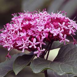 Clerodendron bungei